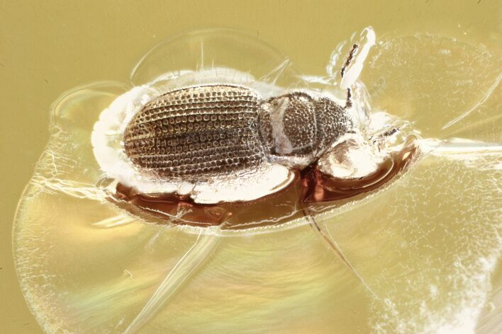 Fossil Fungus Beetle (Latridiidae) in Baltic Amber #335681